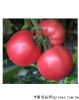 供应宝石—番茄种子