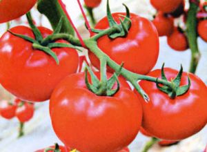 供应抗TV病毒大红番茄21-37—番茄种子