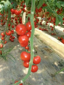 供应182(荷兰引进大红番茄)—番茄种子