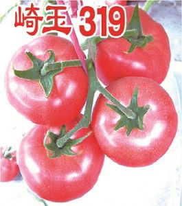 供应崎玉319—番茄种子