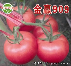 供应金赢909—番茄种子