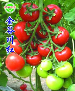 供应金谷川红—番茄种子