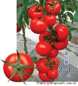 供应友尼基-番茄种子