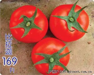 供应比拉迦-番茄种子