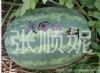 供应美国抗病花王—西瓜种子