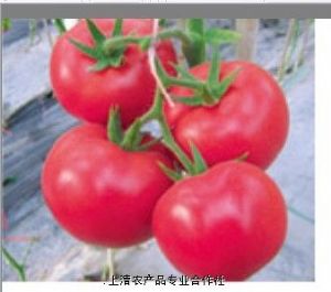 供应奥菲特西红柿种苗