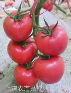 供应佳丽A8番茄种子种苗 