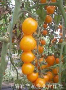 供应黄圣衣番茄种子种苗