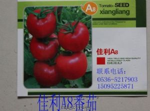 供应佳利A8-番茄种子