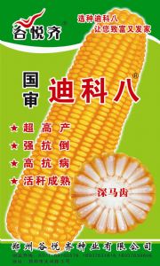 供应迪科八号—玉米种子