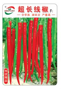 供应超长线椒—辣椒种子