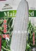 供应京香糯308—菜用玉米种子