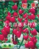 供应粉曼—樱桃西红柿种子