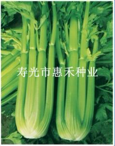 供应日本皇家西芹—芹菜种子
