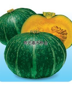 供应日本甜栗-南瓜种子