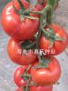 供应粉冠2号—番茄种子