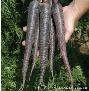 供应必久超紫杂交—胡萝卜种子