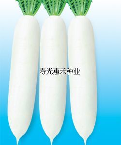 供应日本亮剑F1-杂交白萝卜种子