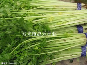 供应四季清香小芹菜---芹菜种子