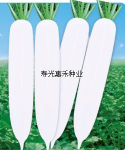 供应韩国夏美玉F1-越夏专用型杂交白萝卜种子