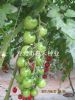 供应绿宝石-20－番茄种子