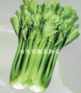 供应加州王西芹—芹菜种子