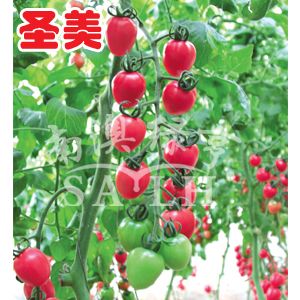 供应圣美-抗TY樱桃番茄种子