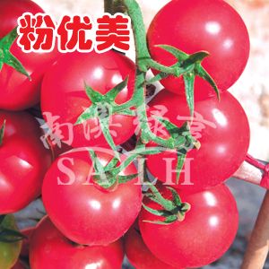 供应粉优美（高抗TY病毒）——番茄种子