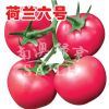 供应荷兰六号（高抗TY病毒）—番茄种子