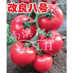 供应改良八号（高抗TY病毒）—番茄种子