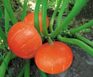供应蜜沙短蔓—南瓜种子