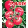 供应抗线金粉—番茄种子
