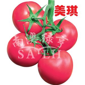 供应美琪—番茄种子