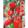 供应美杰罗（高抗TY病毒）—番茄种子