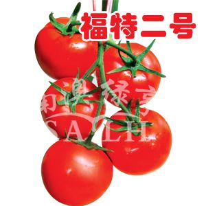 供应福特二号—番茄种子