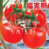 供应福克斯（高抗TY病毒）--番茄种子