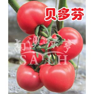 供应贝多芬（抗TY病毒病）—番茄种子