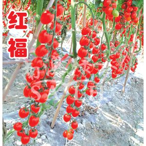 供应红福（高抗TY病毒）——番茄种子