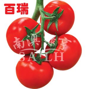 供应百瑞—番茄种子