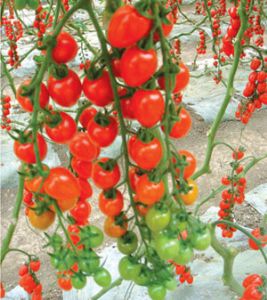 供应美琳（高抗TY病毒）—番茄种子