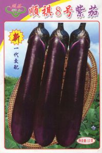 供应顺祺8号紫茄—茄子种子