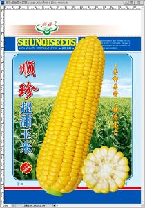 供应顺珍超甜玉米—玉米种子