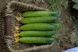 供应绿金条—黄瓜种子