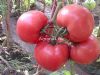 供应宝石达—番茄种子