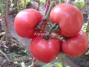 供应宝石达—番茄种子
