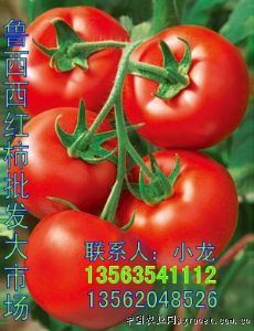 供应温室种植大红西红柿