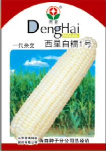供应西星白糯星1号——玉米种子