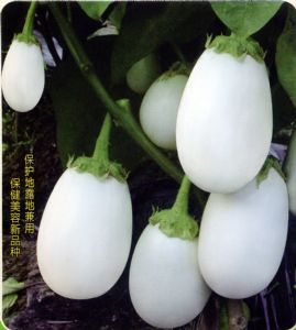 供应南韩白罐茄王 F1—茄子种子