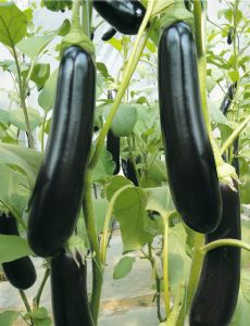 供应迪诺塔—长茄种子