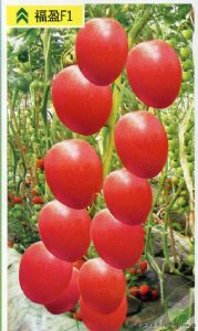 供应福盈F1—小番茄种子